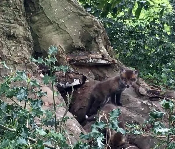 לינה וארוחת בוקר Anelys - Chateau Du Bocage *