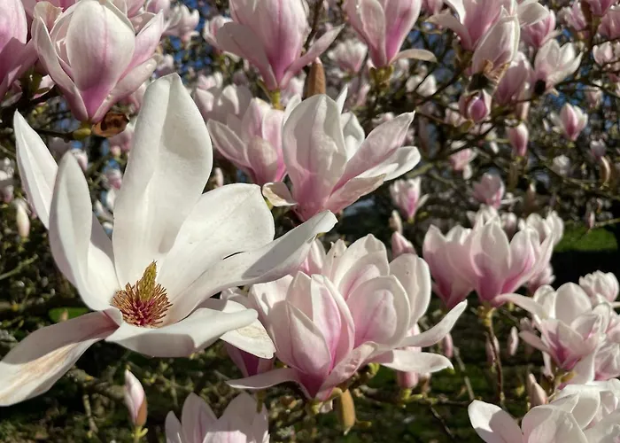 לינה וארוחת בוקר Anelys - Chateau Du Bocage