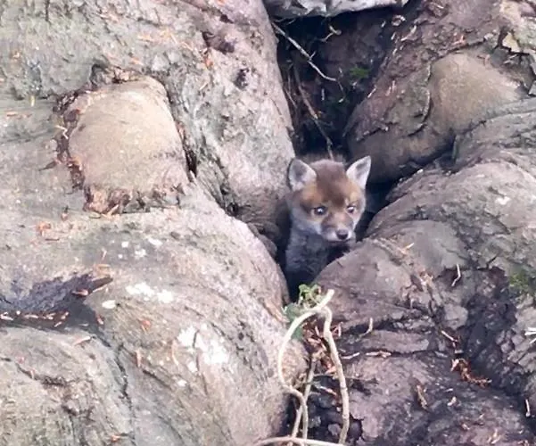 לינה וארוחת בוקר Anelys - Chateau Du Bocage Équemauville